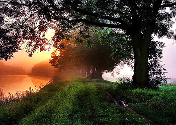 Tranquility green, golden, glow, path, misty, tranquil, lake, green, branches, trees, sunset HD wallpaper