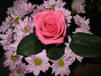 Flowers, Leaves, Chrysanthemum, Drops, Rose Flower, Rose, Bouquet HD wallpaper