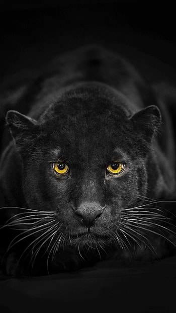 Black panther on , Captivating , Exquisite animal, Wild beauty HD phone wallpaper