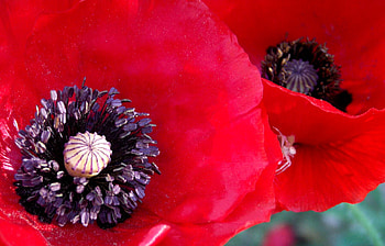Poppies, poppy, flower, red, flowers HD wallpaper