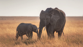 Mother and baby elephant, Tender moments, Gentle giants HD wallpaper