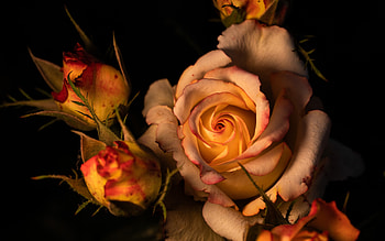 Roses, Orange, Buds, Bouquet HD wallpaper
