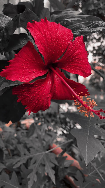 Hibiscus , Flower, Blue flower , Nature's beauty HD phone wallpaper
