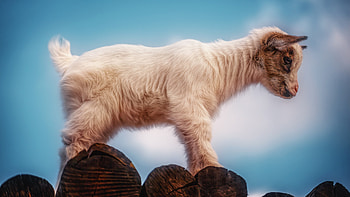 Baby, Goats HD wallpaper