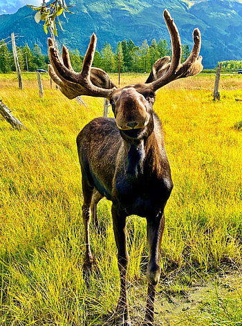 Adopt a moose, Wildlife conservation, Support nature, Unique opportunity HD phone wallpaper