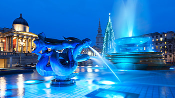 Trafalgar Square tree, Bing , Natural beauty, Park in central London HD wallpaper