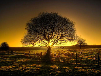 Cool Sunset, cool, , tree, sunset HD wallpaper