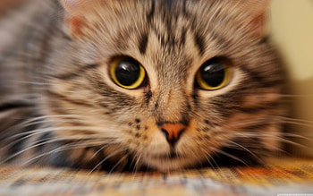 ready go, cute, cat, gato, pretty HD wallpaper