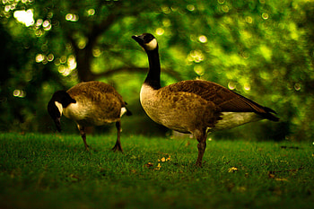Majestic Canada geese, backgrounds, Wondrous wildlife, Nature's beauty HD wallpaper