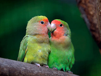 Love Birs, wings, feathers, bird, gree, lovebirds, pretty, love, red, blush HD wallpaper