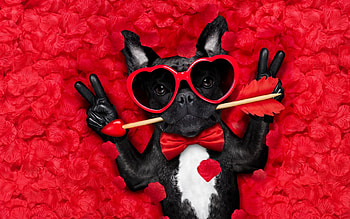 Happy Valentine's Day!, dog, animal, black, gloves, valentine, sunglasses, red, cupid, funny, card, heart, arrow, paw, caine HD wallpaper