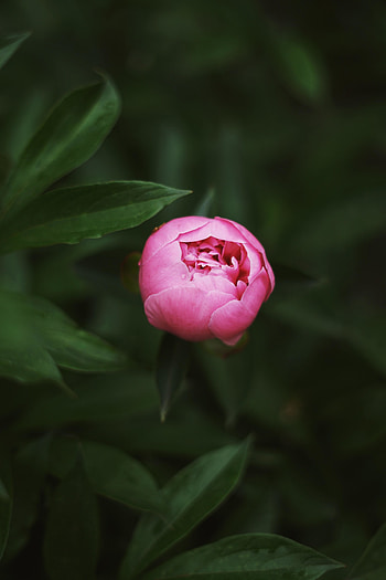 Bud, pink flower, rose HD phone wallpaper