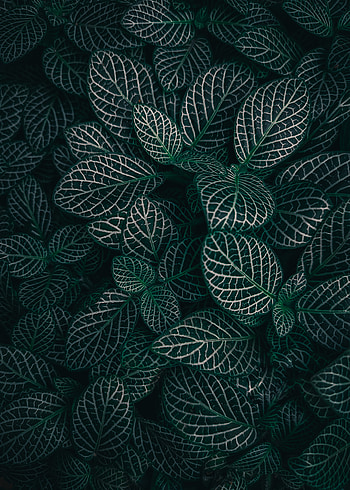 Green leaf, aqua, art, nature, black, dark HD phone wallpaper