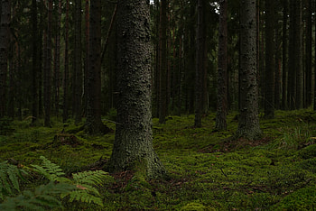 Forest, nature, tree, moss HD wallpaper