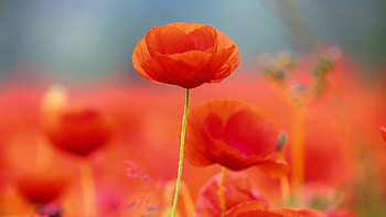Poppy flowers screensaver, flower graphy, Floral beauty, Nature's elegance HD wallpaper