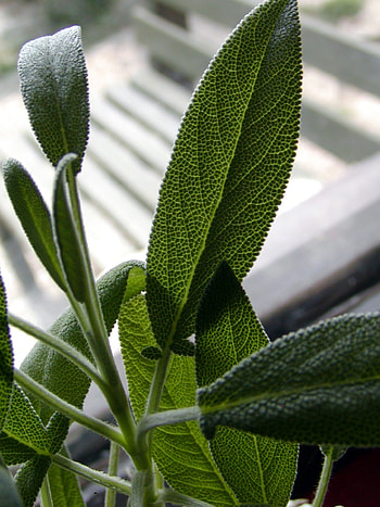 Sage herb, Royalty sage, Sage , Peakpx HD phone wallpaper
