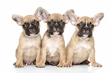 Siblings, French Bulldogs HD wallpaper