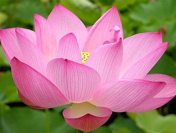 Lily flower, nature, petal, flower, lily HD wallpaper