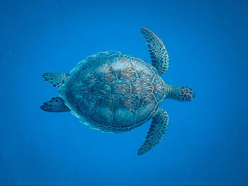 A serene underwater shot of a sea turtle gracefully swimming in a vibrant blue ocean. HD wallpaper