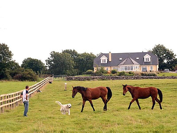 Looking For My Dream, dog, horses, house, man HD wallpaper