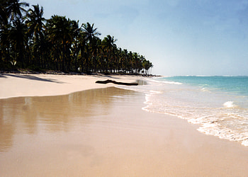 Punta Cana Republica Dominicana, palms, punta cana, domenican republic, republica dominicana, beach HD wallpaper