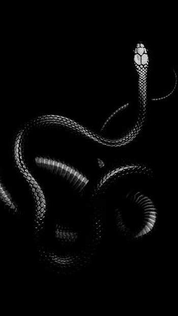 Segovia Amil's pin, Mesmerizing beauty, Serpent's allure, Striking visuals HD phone wallpaper