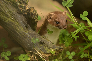 Animals, Grass, Branches, Climb, Ermine HD wallpaper