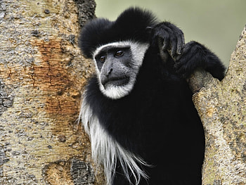Animals, Monkeys HD wallpaper
