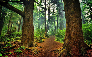Nature, Trees, Forest, Greens, Path, Roots, Winding, Sinuous, Mighty HD wallpaper