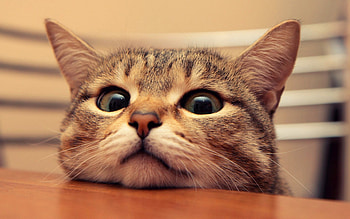 curious cat, , bokeh, funny animals, pets, cute cat, cats HD wallpaper
