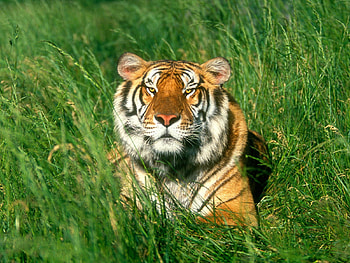 Animals, Grass, Tigers HD wallpaper