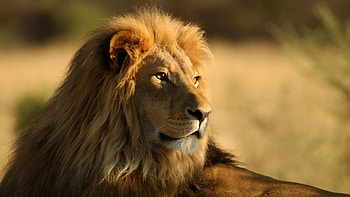 Lion , Artistic representation, Mesmerizing beauty, Wild nature HD wallpaper
