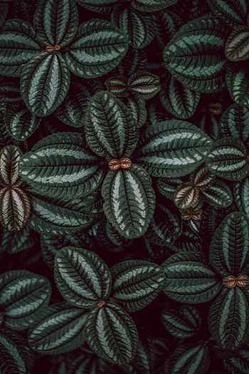 Leaves, Plant, Macro, Surface, Stripes, Streaks HD phone wallpaper