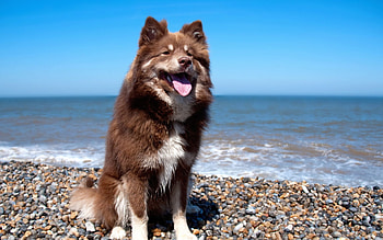 Dog on the beach , Beachy background, Tropical escape, Sandy shores HD wallpaper