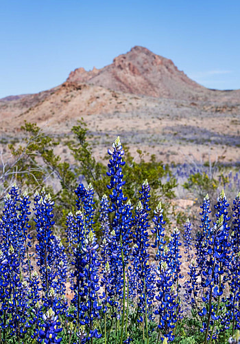 Texas Hill Country, Spectacular bluebonnet bloom, Beautiful landscapes HD phone wallpaper