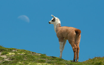 Animals, Grass, Stroll, Elevation, Llama, Lama HD wallpaper