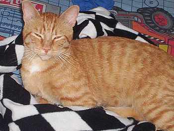 A STONED ORANGE CAT LOL, funny, silly, caption, ridculous HD wallpaper