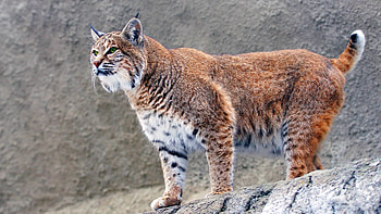 Majestic lynx, Captivating , Wild feline, Nature's beauty HD wallpaper