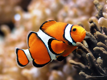 Animals, Fishes HD wallpaper