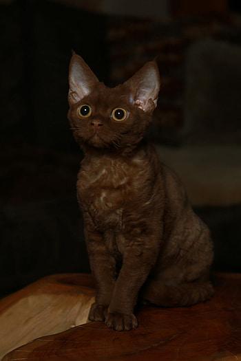 Chocolate, Devon Rex HD phone wallpaper