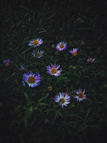 Plants, green, violet flowers HD phone wallpaper