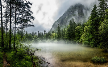 fog, forest, lake, fog over forest, green trees, environment, morning, beautiful lake HD wallpaper