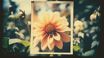 Vintage Floral Elegance - Dahlia, nature, flower HD wallpaper