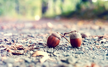 Objects, Acorns HD wallpaper