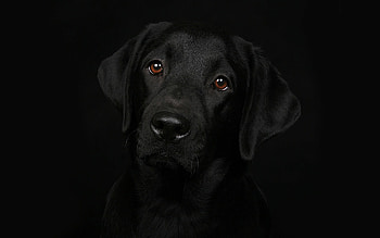 Labrador, animal, dog, brown eyes, black, eyes, view, nose HD wallpaper