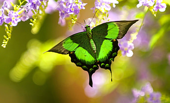 Spring Butterfly, purple, butterfly, green, flowers, Spring HD wallpaper
