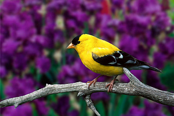 American goldfinch, Birds HD wallpaper