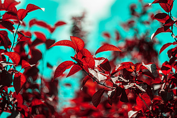 Leaves, Plant, Macro, Branches HD wallpaper