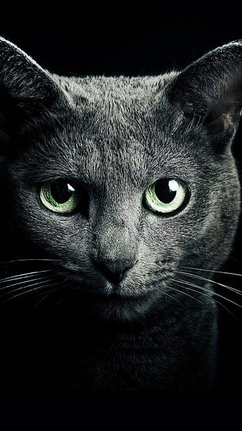 Preview cat, black, breed, russian, blue eyes, green eyes HD phone wallpaper