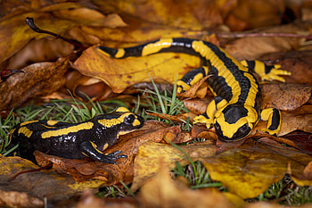 Couple, Salamander HD wallpaper